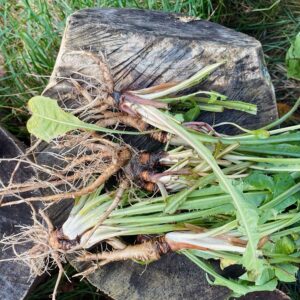 Wildplukwandeling 'Van herfst naar winter' | 28 november 2026